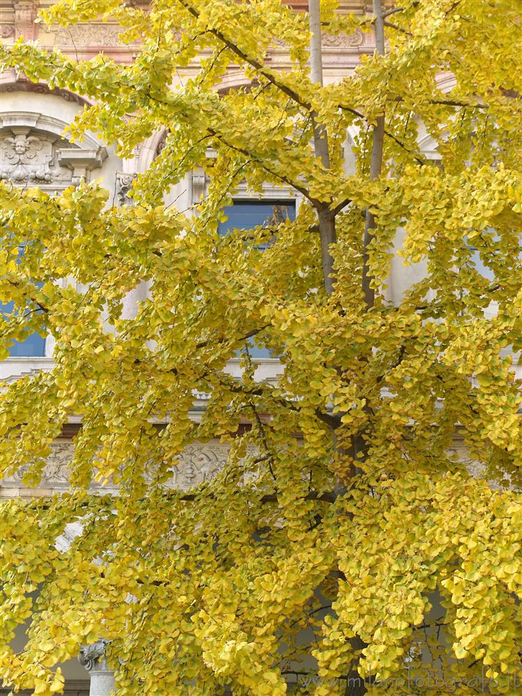 Milan (Italy) - Autumn colors of a Ginkgo biloba inside the main seat of the State University